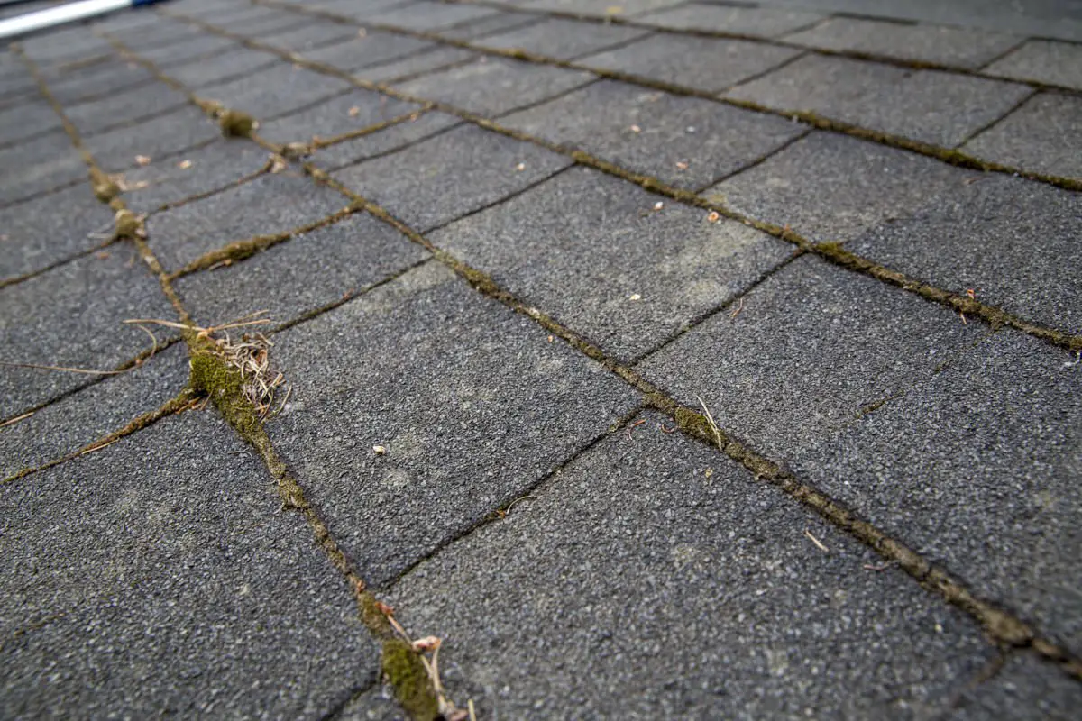 How to Treat and Remove Moss From Your Roof Like a ...