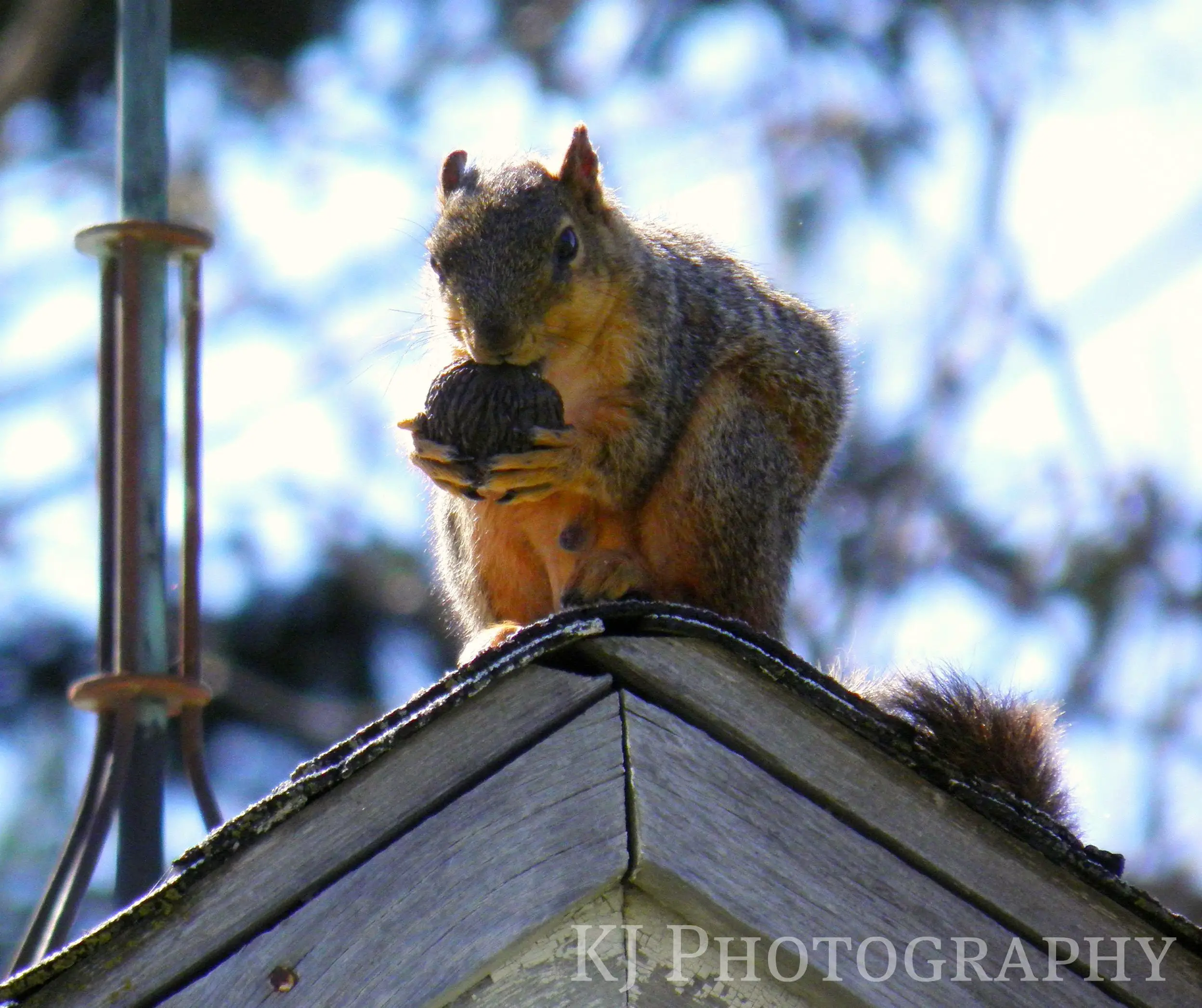 I Have A Squirrel In My Roof