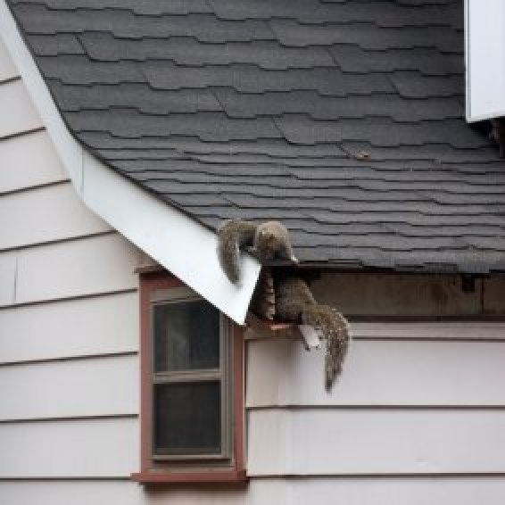 Keeping Squirrels Out of Your Attic