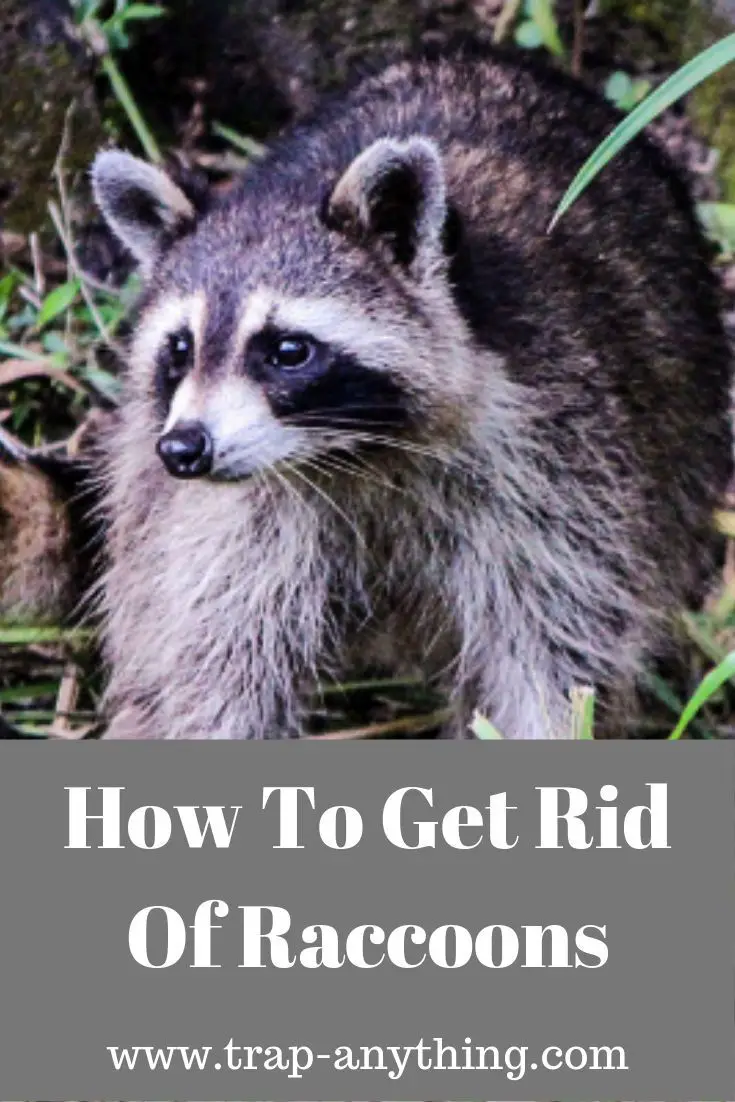 Learn how to get rid of raccoons in your attic, bird ...