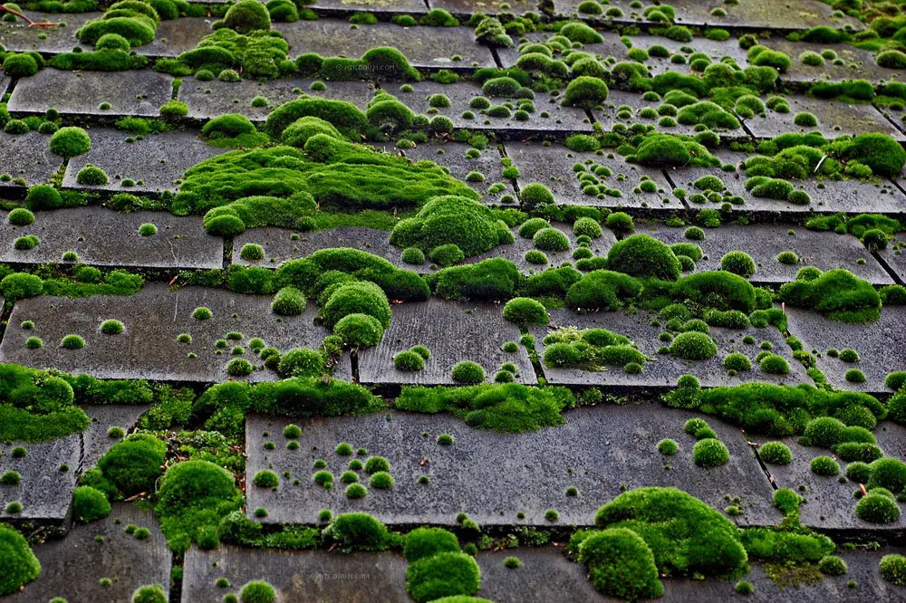 Moss Growing on Your Roof?