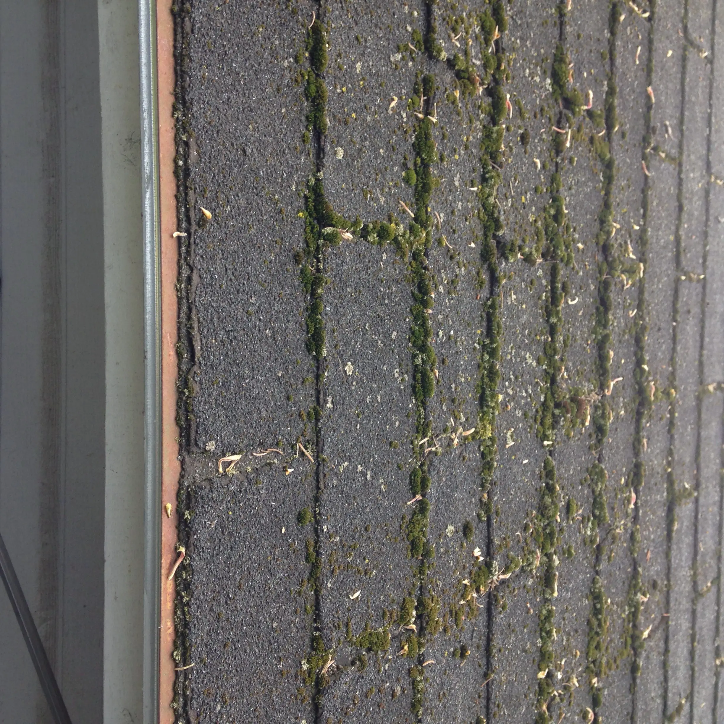 Moss on a roof top  JSPEC Roofing