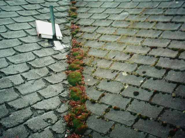 Moss on roofs: Causes, Cure, Prevention of Moss, Algae, Lichens, or ...