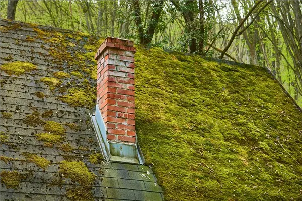 Moss on your roof: What it means and what you need to do ...