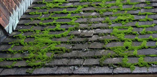 Moss thrives in a damp, shady environment. For this reason it often ...