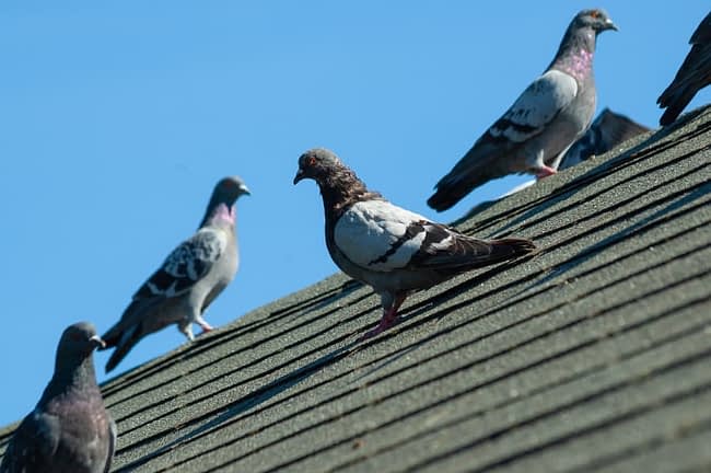 Pigeon Control Tips â Horizon Pest Control