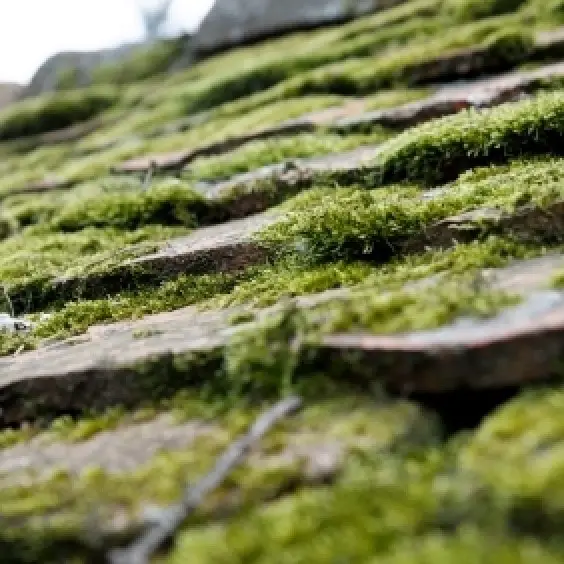 Preventing and Removing Moss from Your Roof