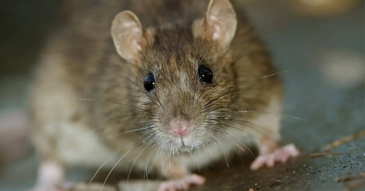 Protecting Against Diseases Carried by Mice and Rats