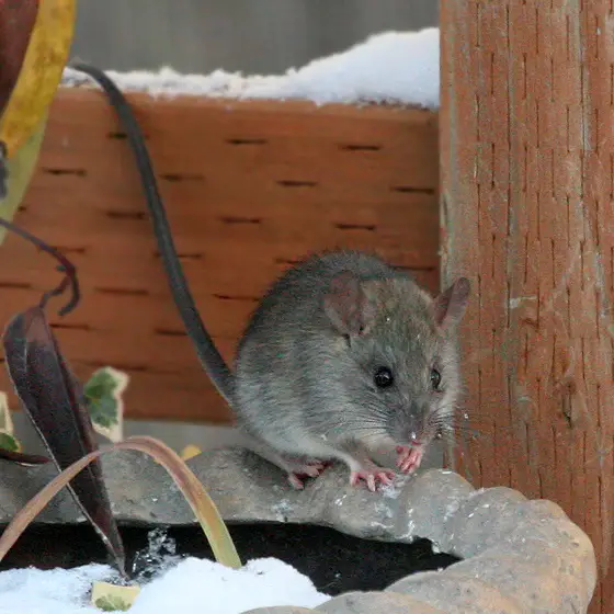 Rats In your Attic or Home? Learn How to Get Rid of Them!
