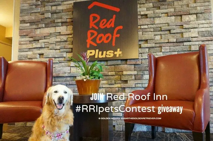 Red Roof Inn #RRIpetsContest Giveaway
