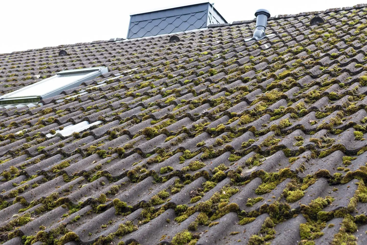 Remove Moss From Your Roof, and Keep It Off
