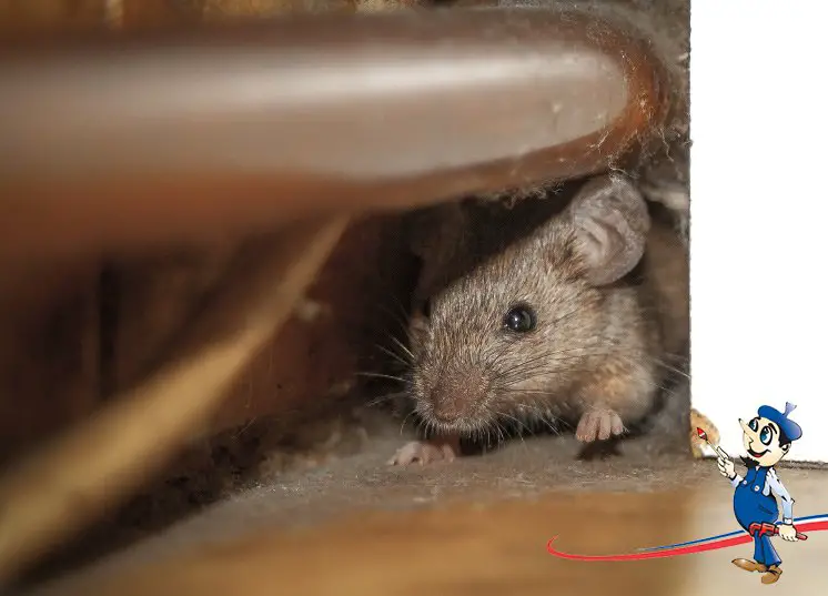 Roof rats are a hazardous problem â get rid of them!