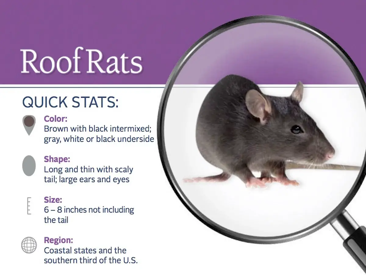 Roof Rats Information: Habits, Habitat &  More on Roof Rats