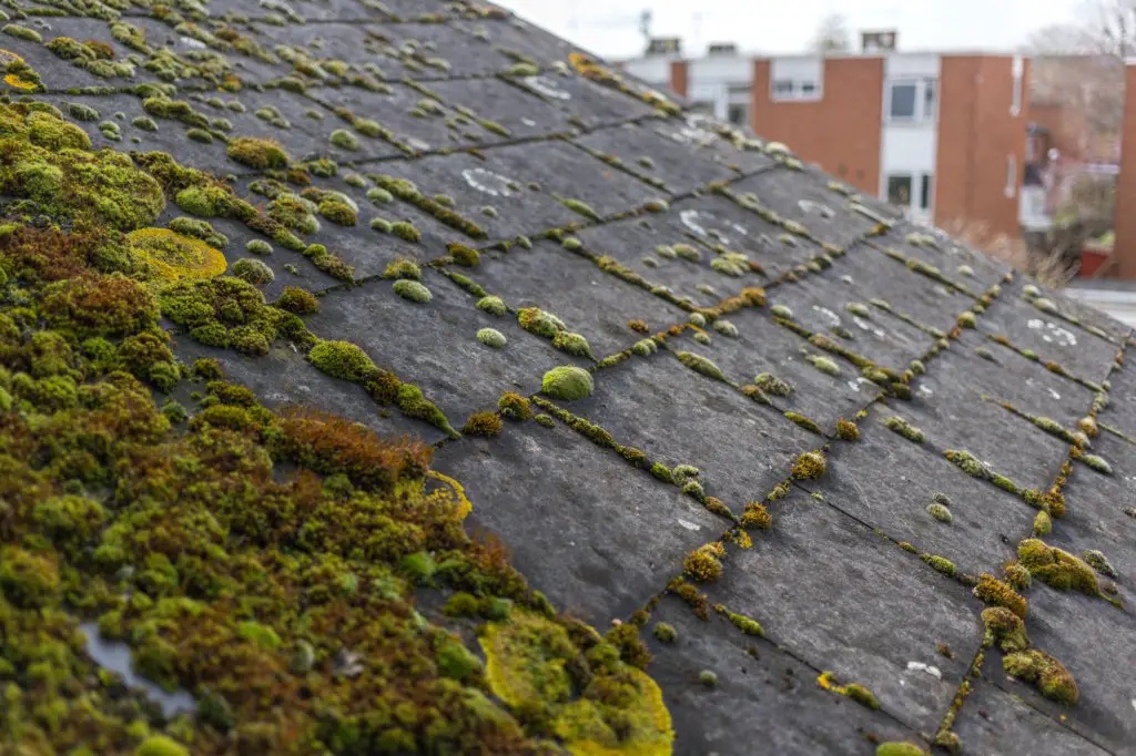 Rooftop Moss and Algae