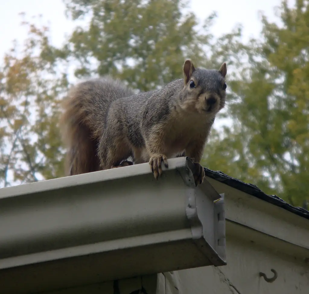 Saline Squirrel on Roof