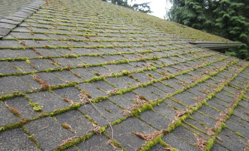 Should You Be Worried About Moss Growing on Your Roof?