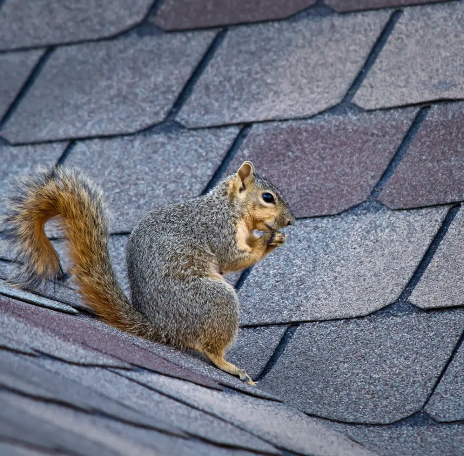 Squirrel in attic removal services