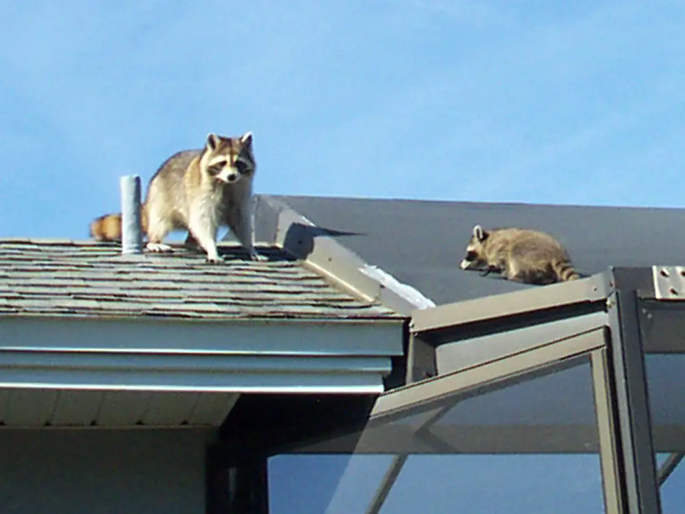 Suburban Raccoons » Blog Archive Why Does a Raccoon keep ...