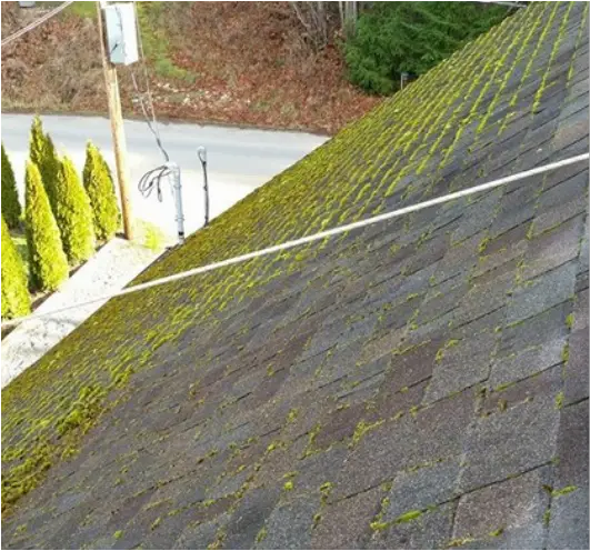The Window Viper Roof Cleaning and Moss Removal Services