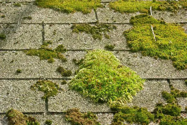 Tips on how to Rid Your Roof of Moss and Mold