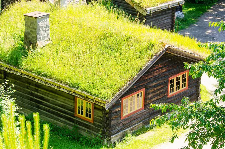 Top 10 Plants for a Living Roof