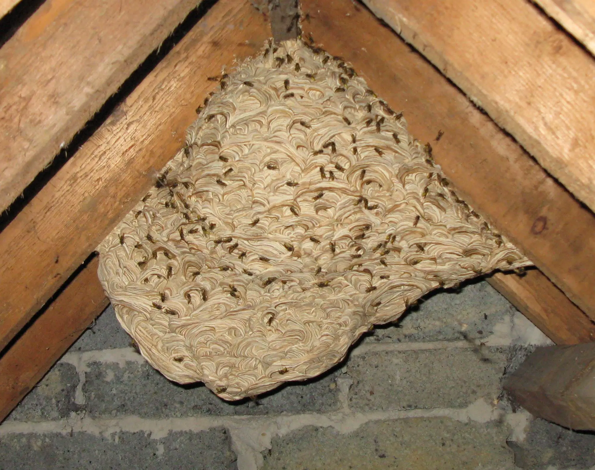Wasp Nest In Attic Removal