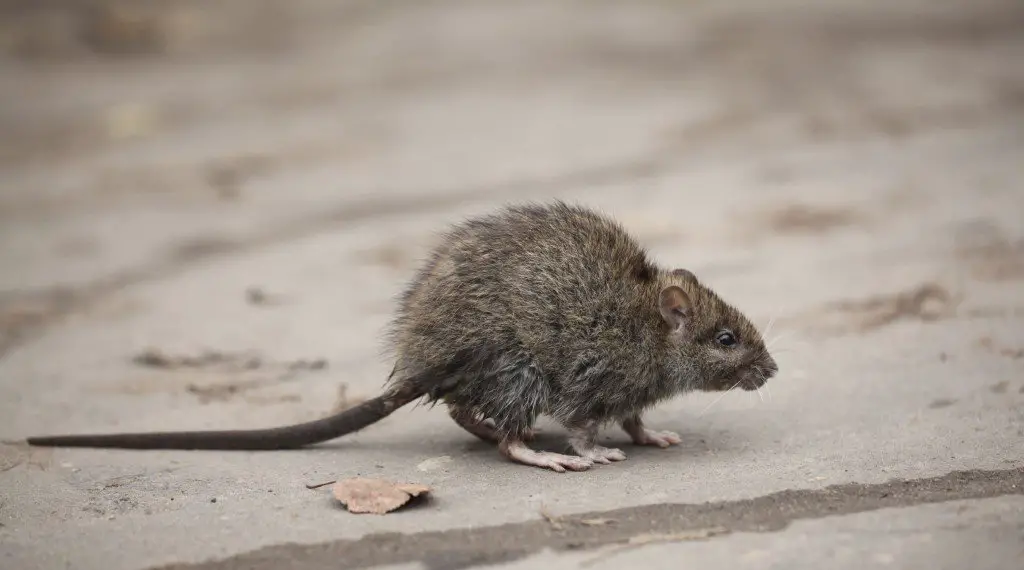 What disease do rats carry?