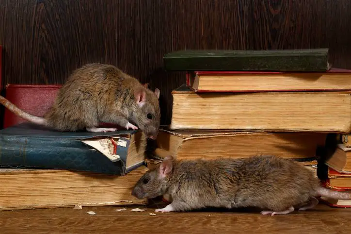 What Is a Roof Rat? How to Get Rid of Root Rats in Arizona ...