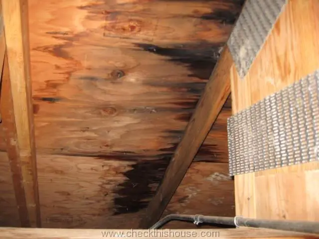What is Attic Black Mold and Why it