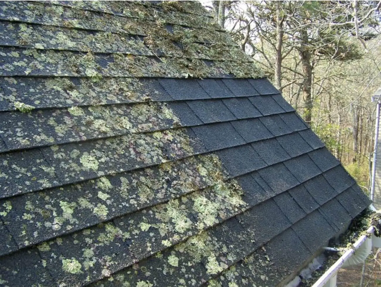 What is the Best Way to Remove Roof Fungus? (Answered by a ...