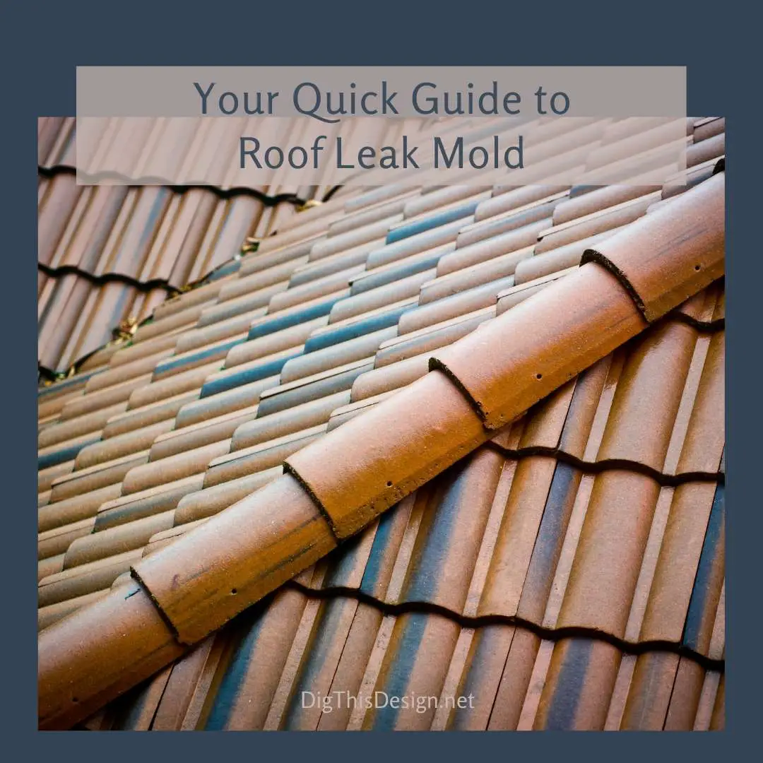 What You Should Do About Roof Leak Mold