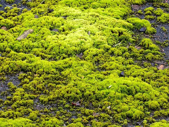 Why Does Moss Grow on my Roof?