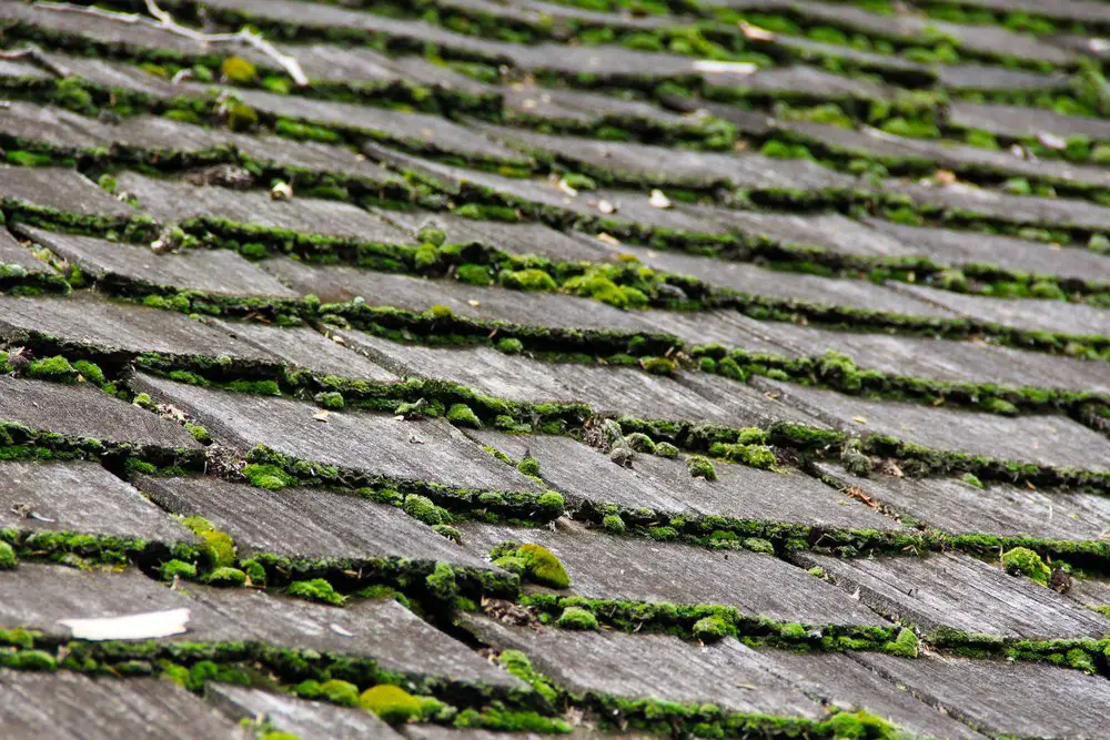 Why is moss growing on my roof and how do I stop it ...
