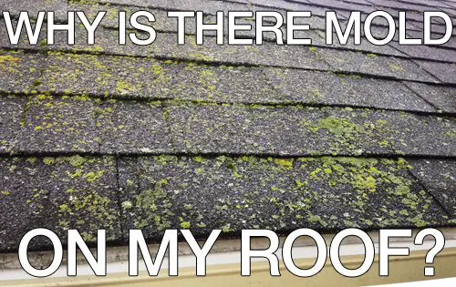 Why is there mold on my roof?